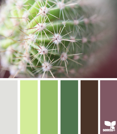 CactusHues CactusHues