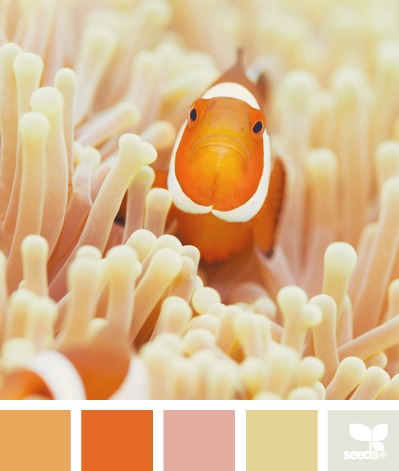 ColorSwim ColorSwim